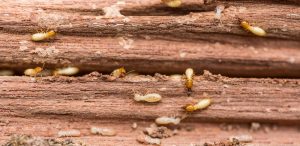 termites lookout